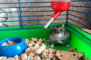 Jak wybrać klatkę dla chomika jungarian? Jak wybrać klatkę dla chomika jungarian?